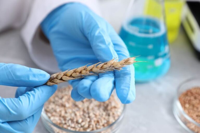 Jak białko, gluten i liczba opadania wpływają na klasyfikację pszenicy?
